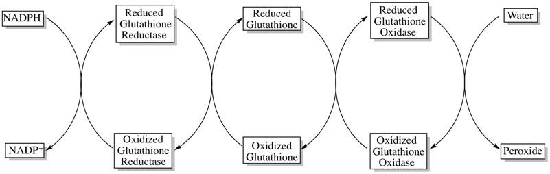 Reduced glutathione reductase Reduced glutathione reductase